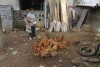 Increasing income for poor households belonging to Mong ethnic minority in Suoi Bu commune through backyard chicken keeping