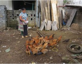 Chicken keeping in Suoi Bu  commune